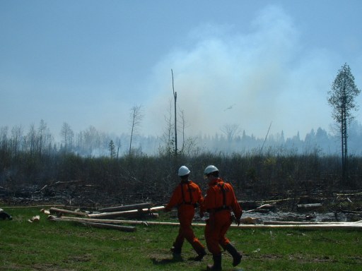 foret12